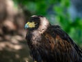 Huge eagle shot close-up of the flora and fauna of Vosges