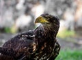 Huge eagle shot close-up of the flora and fauna of Vosges