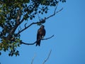 A huge eagle sits on a tree branch. Eagle close-up. Green Tree. Blue sky.