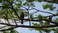 A huge eagle is sitting on a tree branch. An eagle on a blue sky and green background