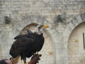 A huge eagle in the south of France