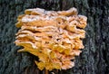 A huge edible sulfur-yellow tinder fungus on a tree Royalty Free Stock Photo