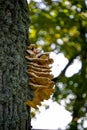 A huge edible sulfur-yellow tinder fungus on a tree Royalty Free Stock Photo