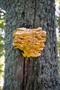 A huge edible sulfur-yellow tinder fungus on a tree Royalty Free Stock Photo