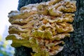 A huge edible sulfur-yellow tinder fungus on a tree Royalty Free Stock Photo