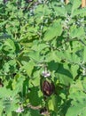 Huge eggplant bush with string trellis vertical support and load of dark black beauty fruits Royalty Free Stock Photo