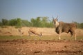 Huge Eland antelope,Taurotragus oryx, male with twisted horns staring at camera in typical arid environment  of Etosha national Royalty Free Stock Photo