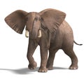 Huge elephant Royalty Free Stock Photo