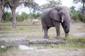 Huge elephant bull Royalty Free Stock Photo