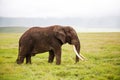 Huge elephant bull with enormous tusks in the Ngorongoro Crater