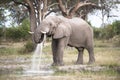 Huge elephant bull takes his oral douche