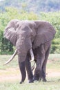 Huge elephant bull walking in the hot sun away from water Royalty Free Stock Photo