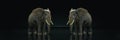 Huge elephant in dark background.