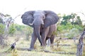 Huge angry elephant pricking up ears and stop drinking on waterhole in bush of Okavango Delta, Botswana, Africa.