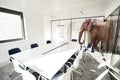 Huge elephant enter office room business concept