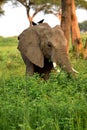 Huge elephant male in Murchison Falls NP, Uganda