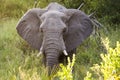 Huge Elephant spreading ears in morning light in beautiful landscape of Kruger National Park, South Africa