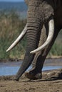 Huge Elephant Tusks