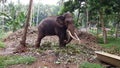 Huge elephant with tusks