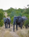 Huge Elephants at Kruger national park South Africa, African Elephant Royalty Free Stock Photo