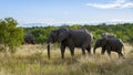 Huge Elephants at Kruger national park South Africa, African Elephant Royalty Free Stock Photo