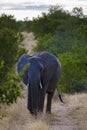 Huge Elephants at Kruger national park South Africa, African Elephant Royalty Free Stock Photo