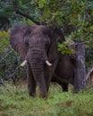 Huge Elephants at Kruger national park South Africa, African Elephant Royalty Free Stock Photo