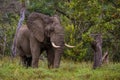 Huge Elephants at Kruger national park South Africa, African Elephant Royalty Free Stock Photo