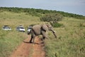 Kenya. Masai Mara National Park. Elephants cross the road