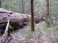Huge eucalyptus log in a dense forest