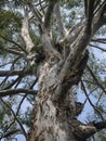 Huge eucalyptus tree with several branches in a brazilian rainforest