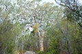 Huge eucalyptus trees in jungle forest Fraser Island, Australia Royalty Free Stock Photo