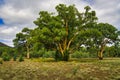 Huge eucalyptus trees in the Flinders Ranges, South Australia Royalty Free Stock Photo