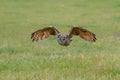 Huge European Eagle Owl Bubo bubo flying