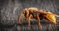 Huge European Hornet. Dangerous predatory insect. Close-up.