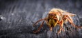 Huge European Hornet. Dangerous predatory insect. Close-up.