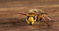 Huge European Hornet. Dangerous predatory insect. Close-up.