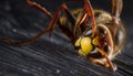 Huge European Hornet. Dangerous predatory insect. Close-up.