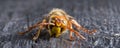 Huge European Hornet. Dangerous predatory insect. Close-up.