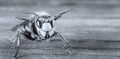 Huge European Hornet. Dangerous predatory insect. Close-up.