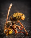 Huge European Hornet. Dangerous predatory insect. Close-up.