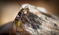 Huge European Hornet. Dangerous predatory insect. Close-up.