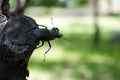 The European stag beetle (Lucanus cervus) Royalty Free Stock Photo