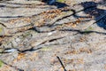 Huge exposed roots on the dirt ground with some dry yellow leaves Royalty Free Stock Photo