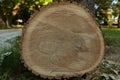 Huge fallen tree, end face with annual rings, close-up. Design element or abstract natural background Royalty Free Stock Photo