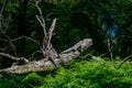 Huge fallen tree in the forest, dead laying beech decaying surrounded by greenery. New Forest natural order Royalty Free Stock Photo