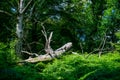 Huge fallen tree in the forest, dead laying beech decaying surrounded by greenery. New Forest natural order Royalty Free Stock Photo