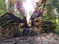 A huge fallen tree, roots exposed from years of rain in an old growth forest Royalty Free Stock Photo