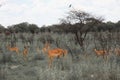 Huge family herd impala grazing in the field in the Etosha P