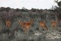 Huge family herd impala grazing in the field in the Etosha P